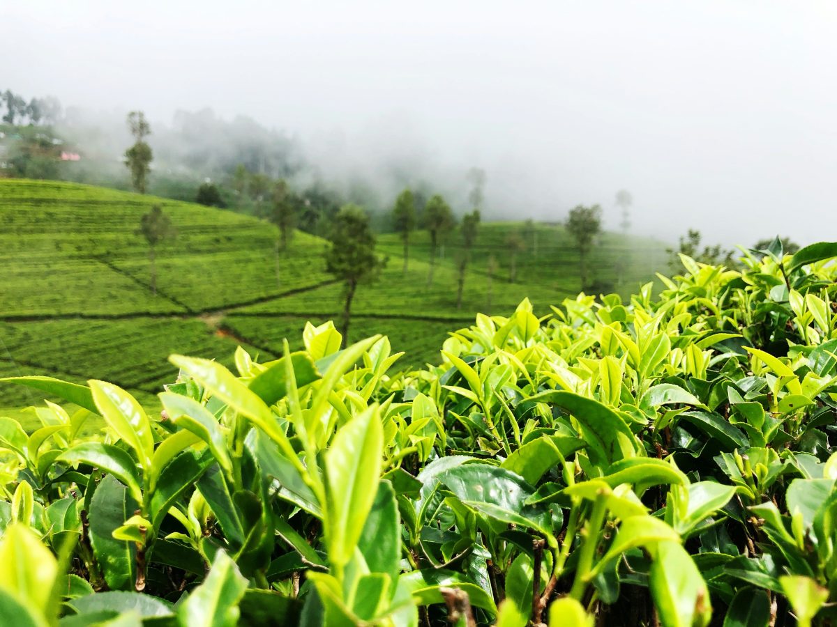 Top 5 Scenic Stops on the Nuwara Eliya to Ella Scenic Train Ride