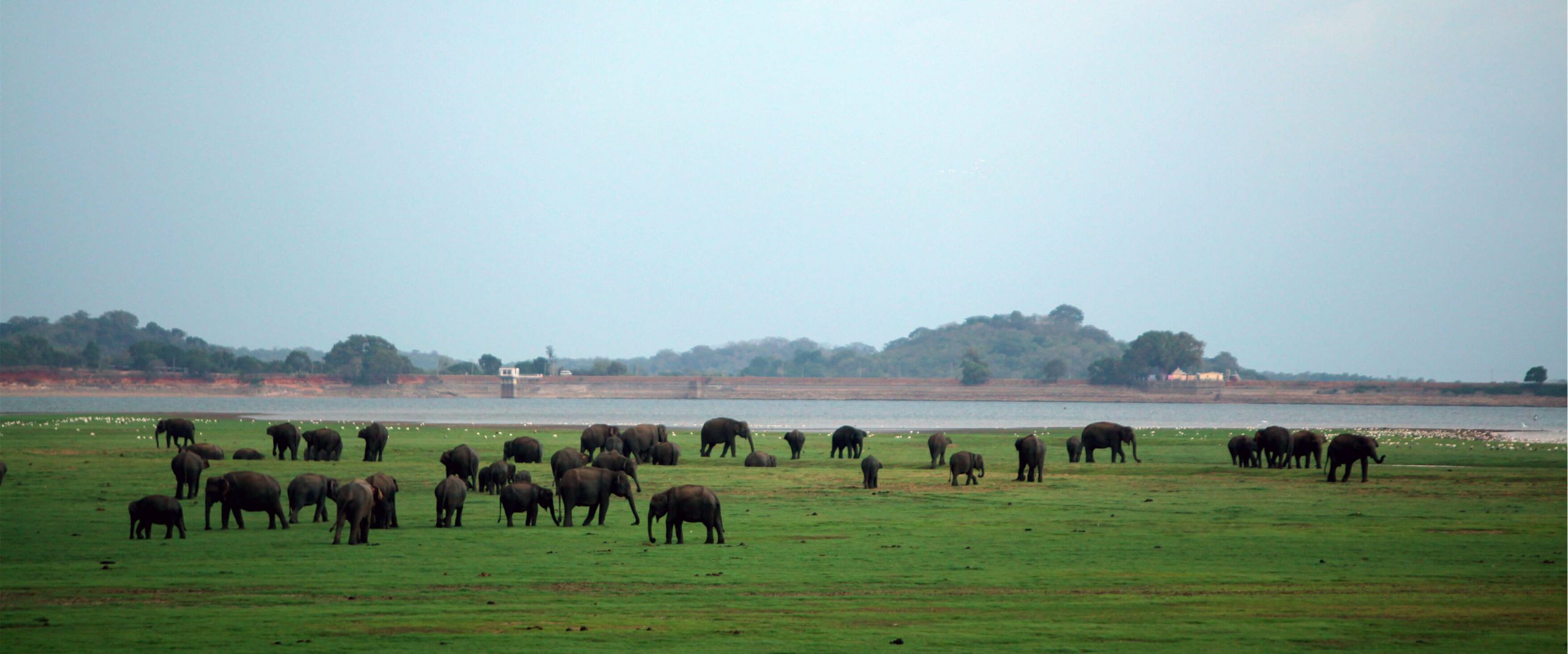 Minneriya National Park