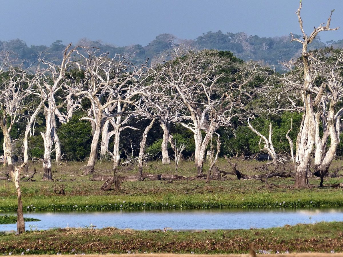 Yala National Park